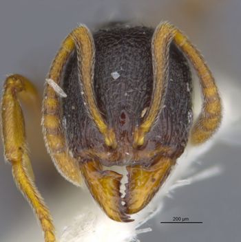 Media type: image;   Entomology 29617 Aspect: head frontal view